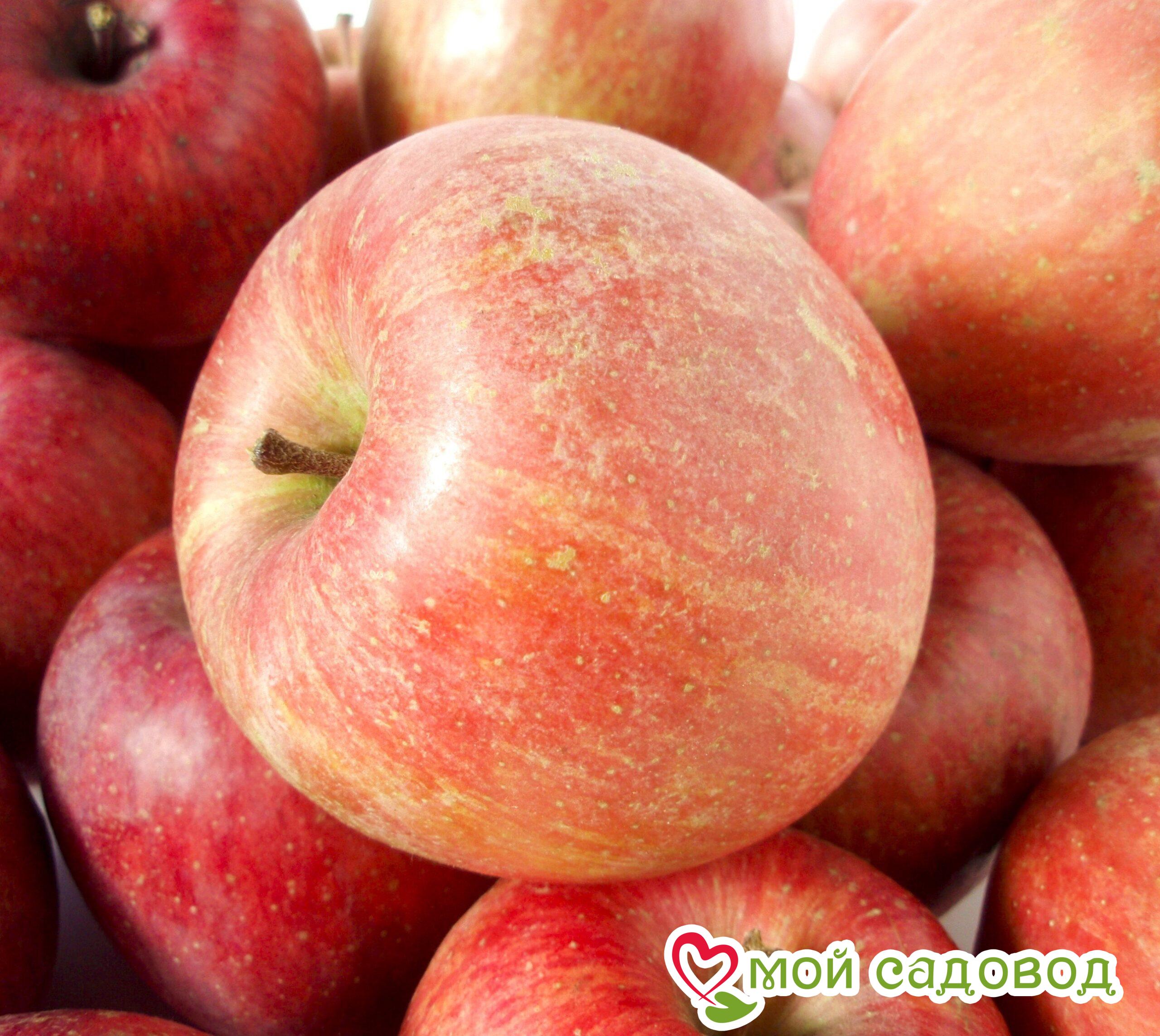 Яблоня Фуджи