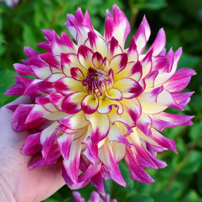 Георгина декоративная Зои Рей (ZOEY REY)